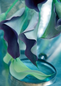 calla lilies in a vase with a magnifying glass